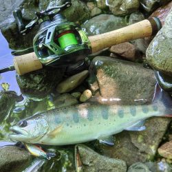 アマゴたちは元気いっぱい